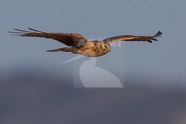 Blauwe Kiekendief vrouw in vlucht; Hen Harrier female in flight stock-image by Agami/Daniele Occhiato,