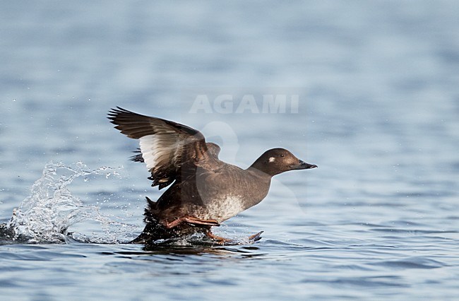 Vrouwtje Grote Zee-eend; Female Velvet Scoter stock-image by Agami/Markus Varesvuo,