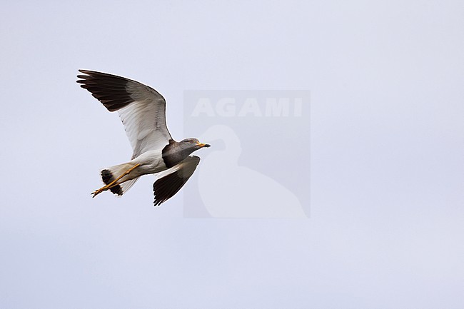 Adult grey-headed lapwing (Vanellus cinereus) in flight, found in fast eastern Mongolia in Dornod Aimag stock-image by Agami/Mathias Putze,