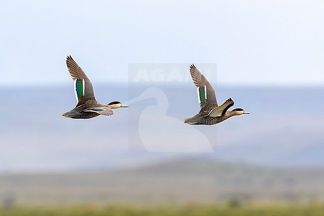 Silver Teal (Spatula versicolor) in Chile. stock-image by Agami/Dani Lopez-Velasco,