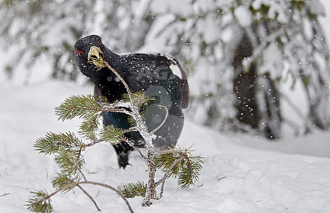 Mannetje Auerhoen foeragerend, Male Western Capercaillie foraging stock-image by Agami/Markus Varesvuo,