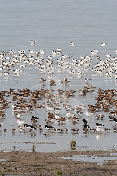 Grote groepen vogels in Westhoek; Bird flocks at Westhoek stock-image by Agami/Marc Guyt,