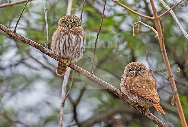Pacific pygmy owl (Glaucidium peruanum) in Peru. Also known as Peruvian pygmy owl. stock-image by Agami/Pete Morris,