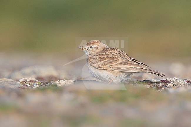 Greater Short-toed Lark (Calandrella brachydactyla) sitting on pebbles, with a greenish background, in Ouessant, France. stock-image by Agami/Sylvain Reyt,