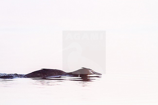 Fuut, Great Crested Grebe, Podiceps cristatus pair in territorial fight at sunrise in the mist stock-image by Agami/Menno van Duijn,