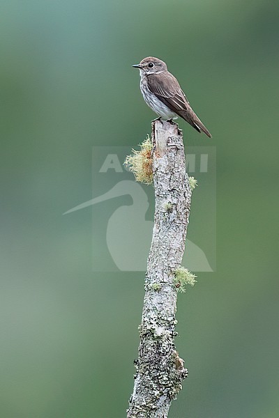 Gray-streaked Flycatcher (Muscicapa griseisticta) Perched on a branch in the Philippines stock-image by Agami/Dubi Shapiro,