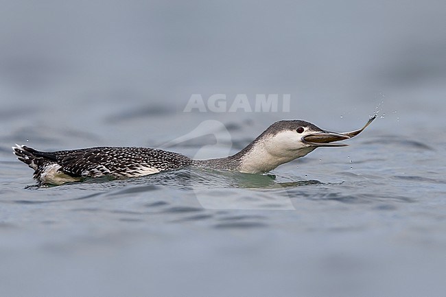 Volwassen Roodkeelduiker in winterkleed; Adult winter Red-throated Diver stock-image by Agami/Daniele Occhiato,