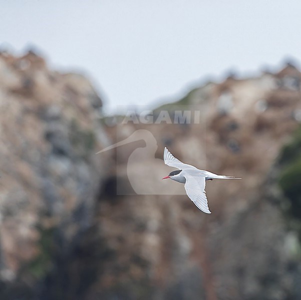 Adult Antarctic Tern (Sterna vittata bethunei) flying along the shore near research station Buckles bay in Macquarie Island, Australia. Sometimes known as subspecies macquariensis. stock-image by Agami/Marc Guyt,