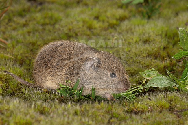 Veldmuis in de vegetatie, Common Vole in the vegetation stock-image by Agami/Theo Douma,