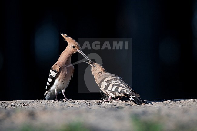  stock-image by Agami/Han Bouwmeester,