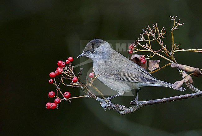 Blackcap (Sylvia atricapilla) during autumn migration at Parainen Utö Finland. Male eating red berries. stock-image by Agami/Markus Varesvuo,