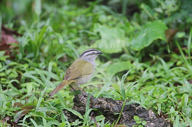 Panamagors; Black-striped Sparrow stock-image by Agami/Mike Danzenbaker,