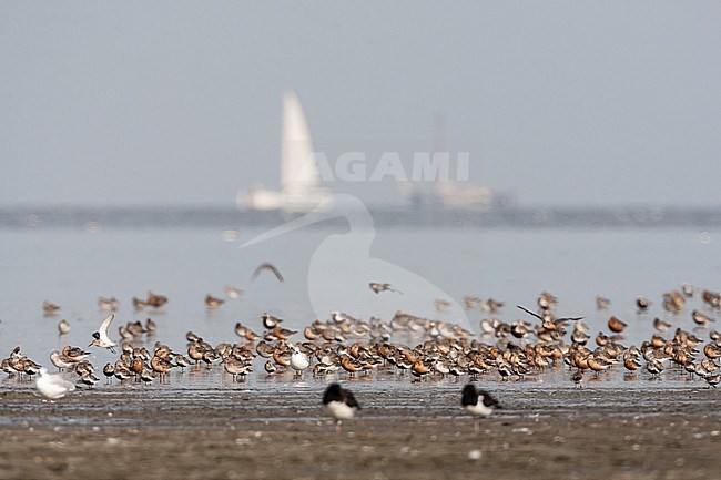 Grote groepen vogels in Westhoek; Bird flocks at Westhoek stock-image by Agami/Marc Guyt,