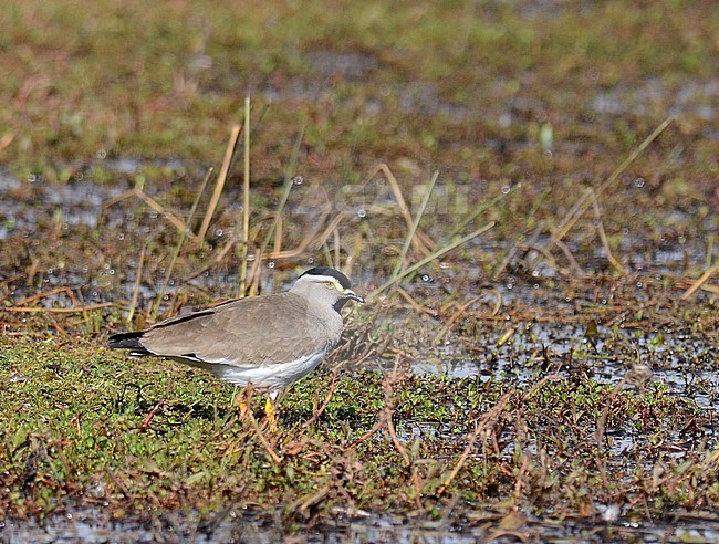 Endemic Spot-breasted Plover (Vanellus melanocephalus) in Ethiopia.  An endemic wader to the Ethiopian highlands. stock-image by Agami/Laurens Steijn,