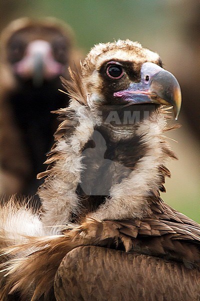 Portrait Cinereous vulture stock-image by Agami/Oscar Díez,