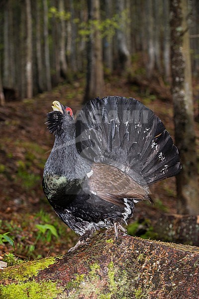 Western Capercaillie (Tetrao urogallus) male in courtship stock-image by Agami/Alain Ghignone,