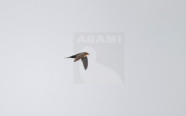 Cook's Swift (Apus cooki) in flight at Doi Angkang, Thailand stock-image by Agami/Helge Sorensen,