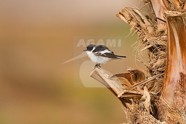 Balkanvliegenvanger mannetje zittend op palmtak; Semi-collared Flycatcher male perched on palmbranch stock-image by Agami/Marc Guyt,
