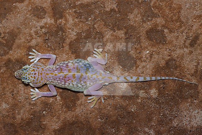 Middle Eastern Short-fingered Gecko (Stenodactylus doriae) taken the 23/02/2023 at Ach-Charqiya - Oman. stock-image by Agami/Nicolas Bastide,