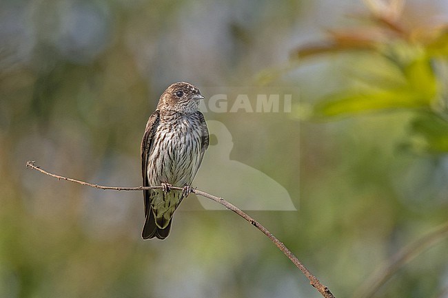 Brazza's Martin, Phedinopsis brazzae, in Angola. stock-image by Agami/Pete Morris,