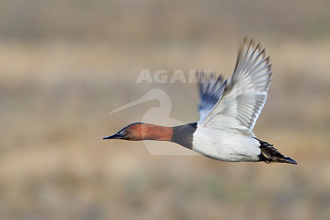 Canvasback (Aythya valisineria) flying over the prairies in Manitoba, Canada. stock-image by Agami/Glenn Bartley,