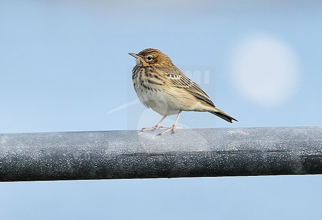 Autumn plumaged Tree Pipit (Eurasian Tree Pipit) in England. stock-image by Agami/Michael McKee,