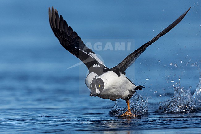 Barrow's Goldeneye (Bucephala islandica), adult male taking off from the water, Northeastern Region, Iceland stock-image by Agami/Saverio Gatto,