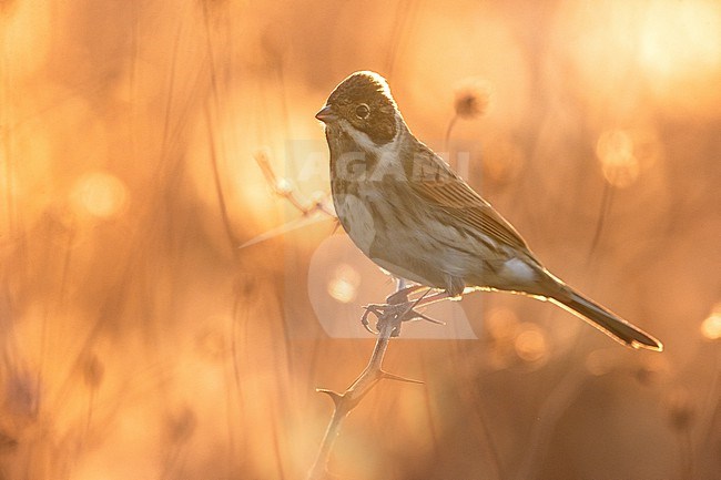 Common Reed Bunting (Emberiza schoeniclus) in Italy. stock-image by Agami/Daniele Occhiato,