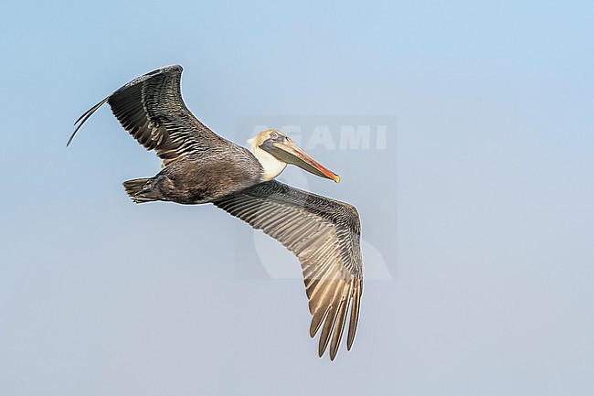 Brown Pelican (Pelecanus occidentalis) in flight in Florida USA. stock-image by Agami/Marcel Burkhardt,