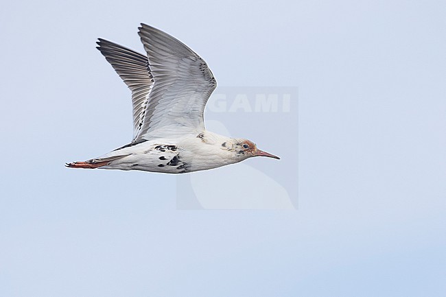 Ruff (Calidris pugnax), side view of an adult male in flight, Finnmark, Norway stock-image by Agami/Saverio Gatto,