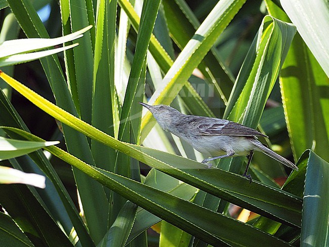 Threatened Henderson reed warbler (Acrocephalus taiti) in French Polynesia. stock-image by Agami/James Eaton,