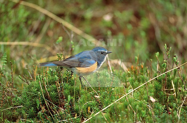 Blauwstaart zittend op de grond; Red-flanked Bluetail perched on the ground stock-image by Agami/Markus Varesvuo,