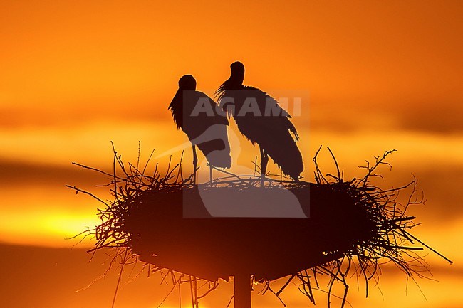 ooievaar op nest in schemering, White Stork on nest, stock-image by Agami/Walter Soestbergen,