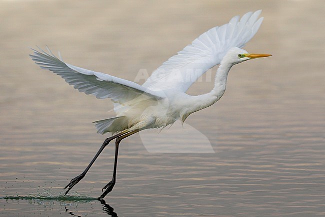 Grote Zilverreiger in de vlucht; Great Egret in flight stock-image by Agami/Daniele Occhiato,