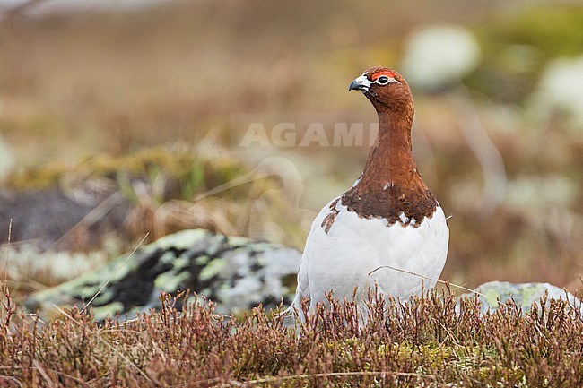 Adult male Willow Grouse (Lagopus lagopus koreni) in the Ural mountains of Russia. Bird in summer plumage walking on russian moorland. stock-image by Agami/Ralph Martin,