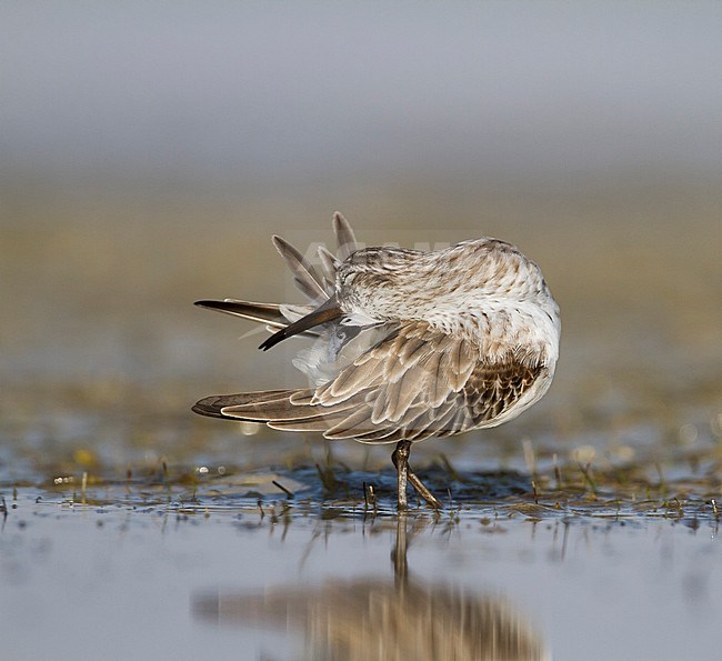 Broad-billed Sandpiper - SumpflÃ¤ufer - Limicola falcinellus, Oman, 2nd cy stock-image by Agami/Ralph Martin,
