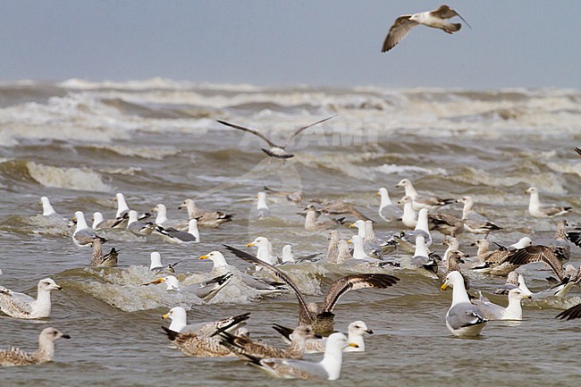 Herring Gull, Larus argentatus argentatus birds foraging on shellfish washed ashore after storm stock-image by Agami/Menno van Duijn,