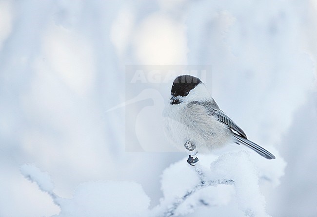 Willow Tit (Poecile montanus) Kuusamo Finland January 2019 stock-image by Agami/Markus Varesvuo,