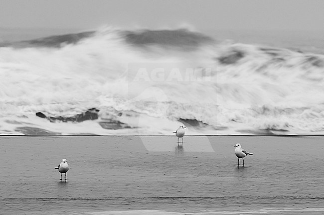 Black-headed Gull (Chroicocephalus ridibundus), adults on the shore with rough sea the background stock-image by Agami/Saverio Gatto,