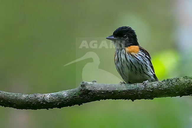 Rufous-sided Broadbill (Smithornis rufolateralis) perched on a branch in a rainforest in Ghana. stock-image by Agami/Dubi Shapiro,