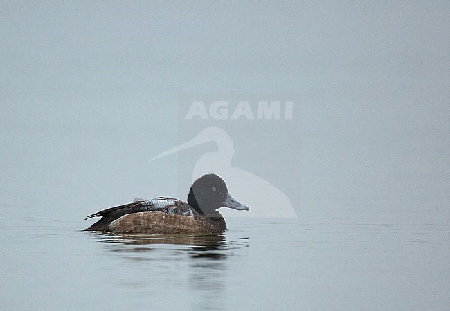 First winter Greater Scaup (Aythya marila) wintering on an inland location in The Netherlands stock-image by Agami/Edwin Winkel,