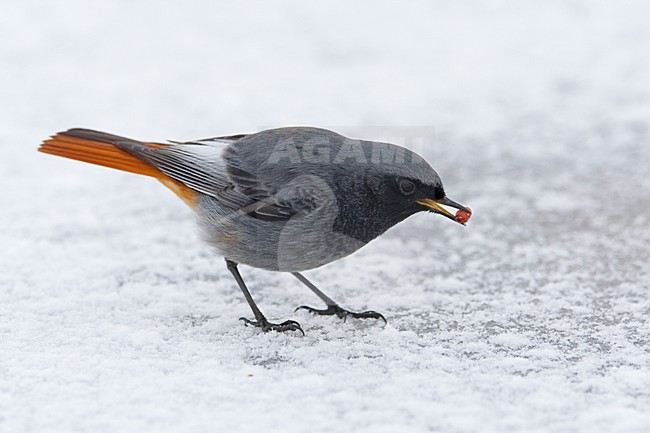 Zwarte Roodstaart mannetje in sneeuw; Black redstart male perched in snow stock-image by Agami/Daniele Occhiato,