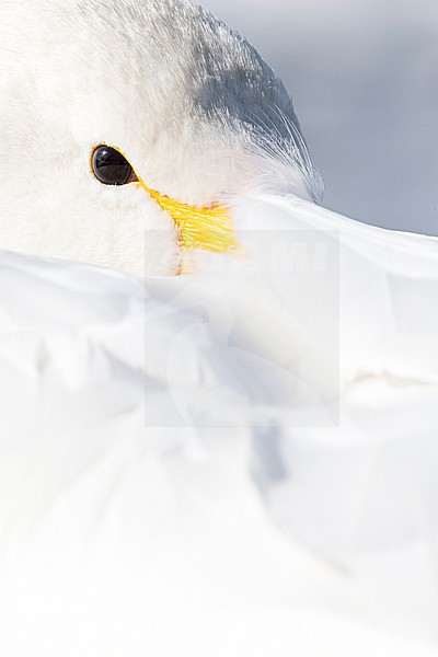 Whooper Swan (Cygnus cygnus) in winter surronding. stock-image by Agami/Marcel Burkhardt,