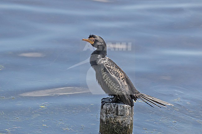 Adult Reed cormorant (Microcarbo africanus), also known as the long-tailed cormorant, in South Africa stock-image by Agami/Pete Morris,
