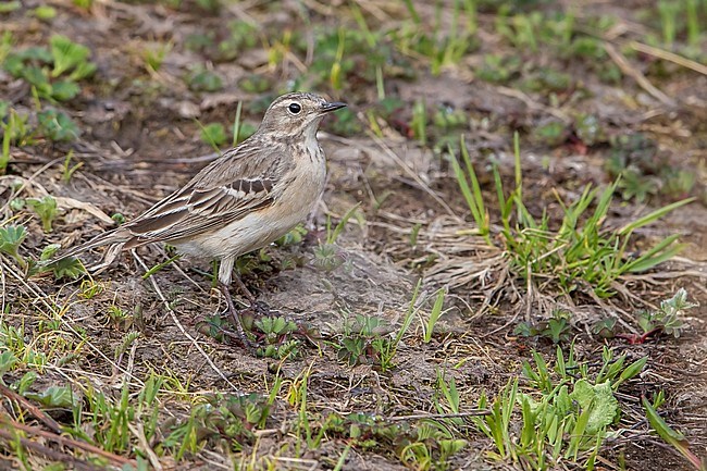 Waterpieper, Water Pipit, Anthus spinoletta stock-image by Agami/Daniele Occhiato,