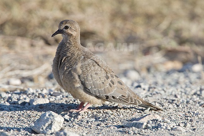 Onvolwassen Treurduif Californie USA, Immature Mourning Dove California USA stock-image by Agami/Wil Leurs,