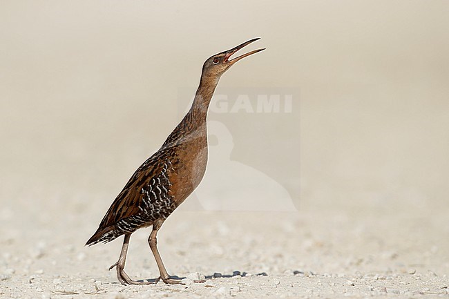 Adult King Rail (Rallus elegans) walking right in the open in Chambers County, Texas, USA. Calling loudly. stock-image by Agami/Brian E Small,