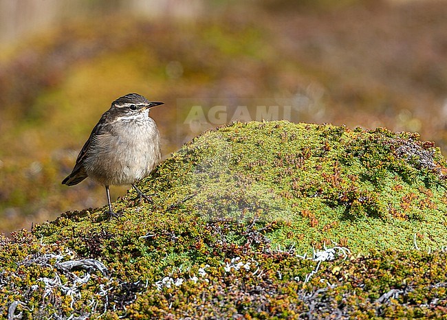 Buff-winged cinclodes (Cinclodes fuscus) in Argentina. Perched on a moss covered rock. stock-image by Agami/Marc Guyt,