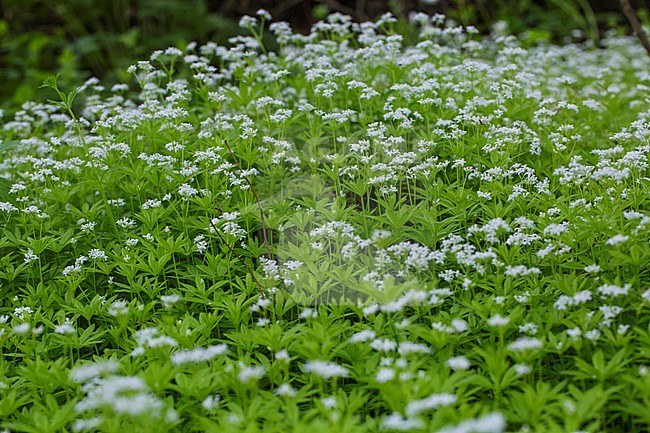 Woodruff flowers stock-image by Agami/Wil Leurs,