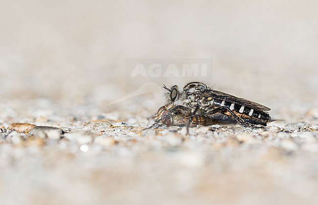 Cyrtopogon meyerduerii, Italy (Piemont), imago stock-image by Agami/Ralph Martin,